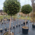 Tuja západná (Thuja occidentalis) ´BRABANT´ - výška 200-220 cm, kont. C90L - NA KMIENKU